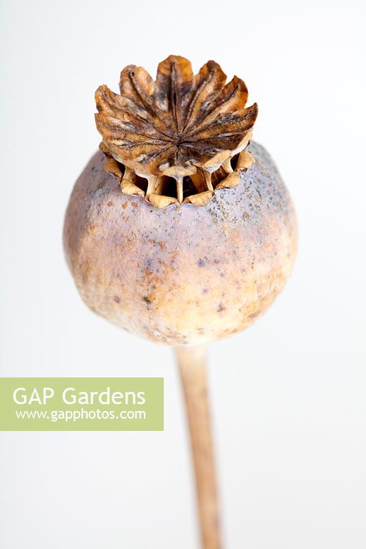 Papaver somniferum - Opium Poppy Seedhead