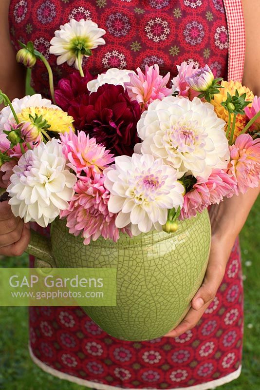 Woman holding vase with Dahlias
