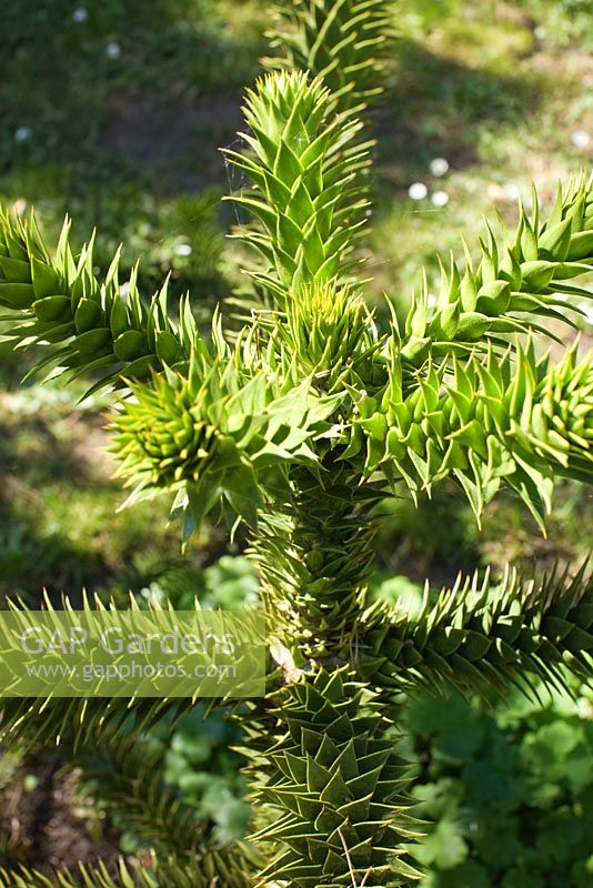Young Araucaria araucana tree