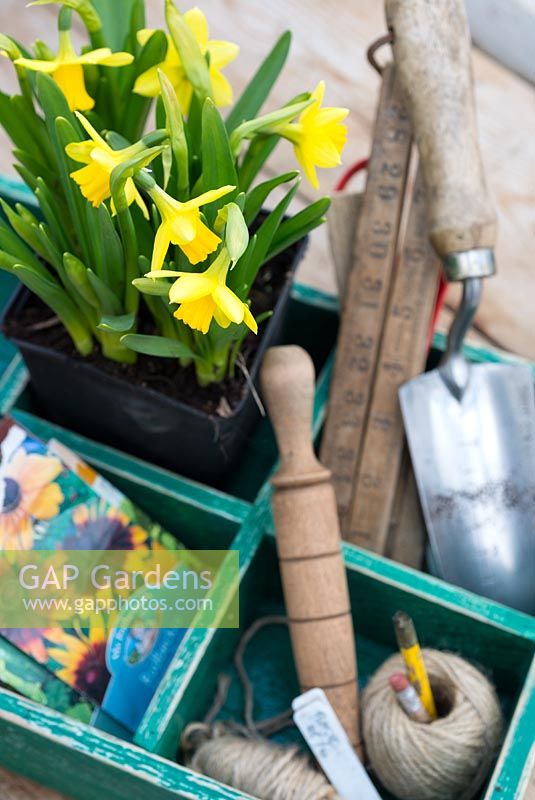 Spring potting bench with primroses and Narcissus 'Tete-a-Tete'