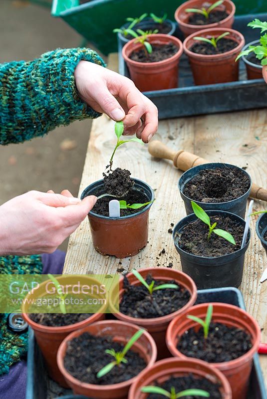Potting on tomato seedlings into 3.5 inch pots