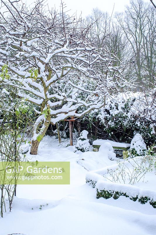 View of snow laden Medlar tree in formal town garden with Box edging - Rhadegund House, New Square, Cambridge