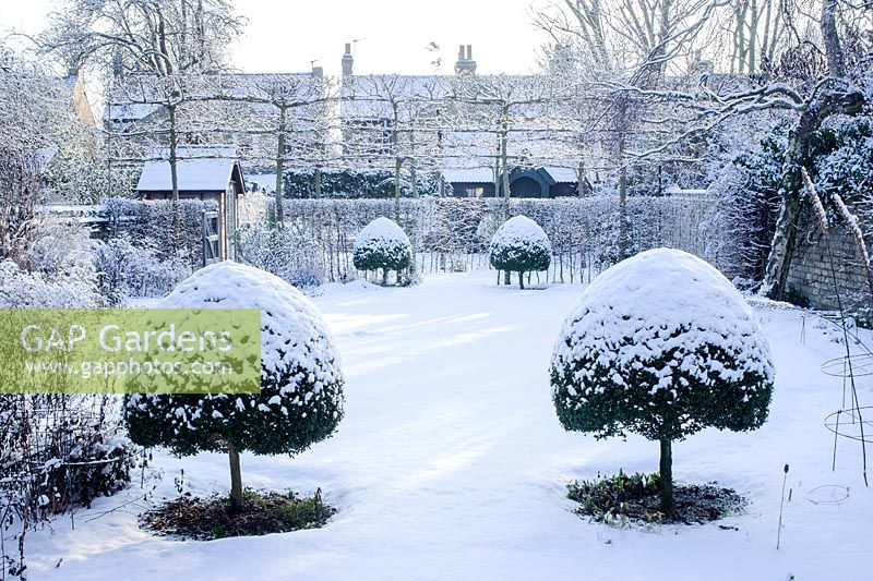 Formal town garden with snow. Box topiary and internal boundaries formed by pleached field maples and hawthorn hedges - Cambridge