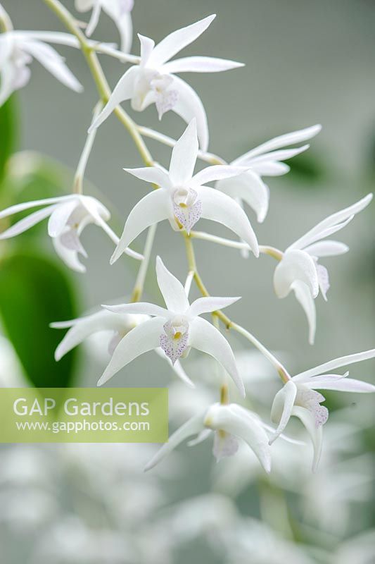Dendrobium kingianum var. album - Scented orchid