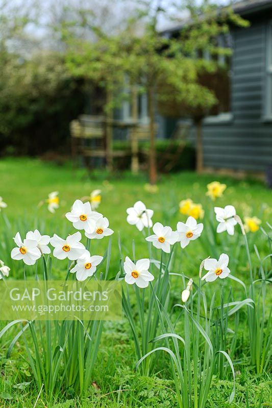 Narcissus 'Actaea' in wild garden - The Mill House, Little Sampford