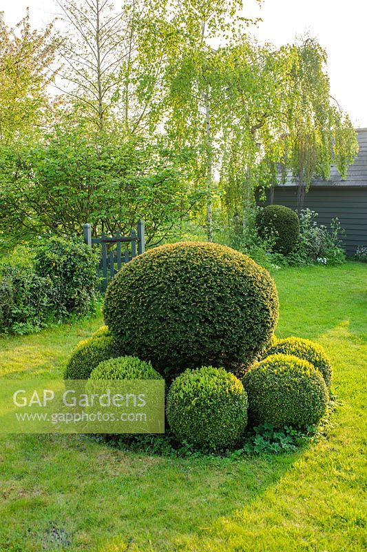Yew topiary surrounded by clipped box balls - The Mill House, Little Sampford, Essex