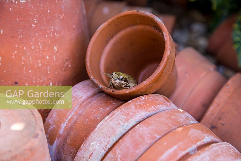 Garden frog in a pile of terracotta pots