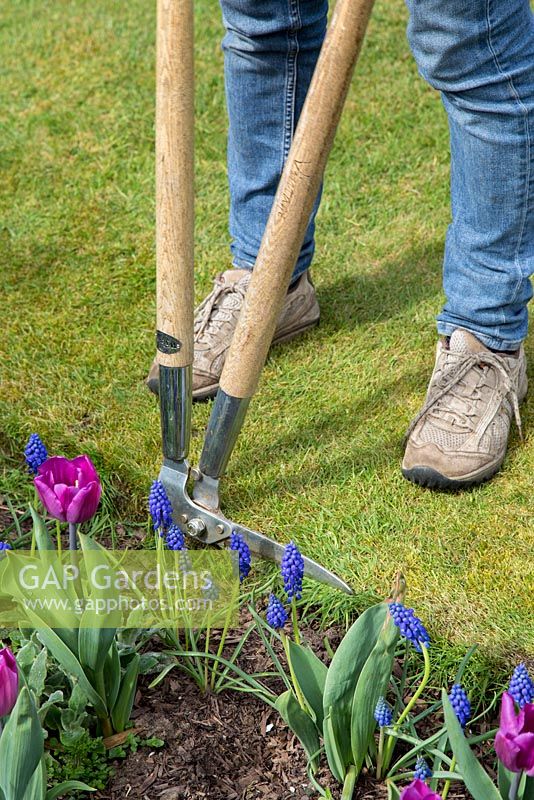 Trimming the lawn with edging shears