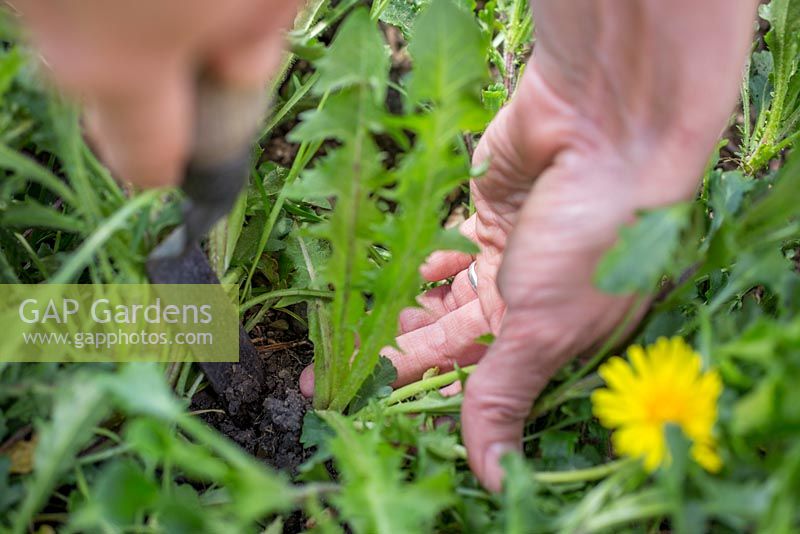 Taraxacum officinale - Removing dandelions from vegetable patch