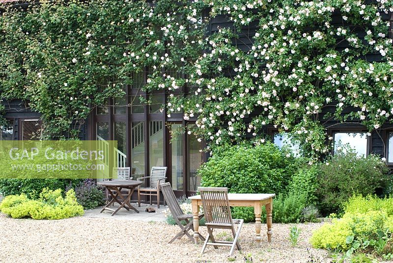 Rosa 'New Dawn' climbing ove a converted barn, Alchemilla mollis with wooden table and chairs, June