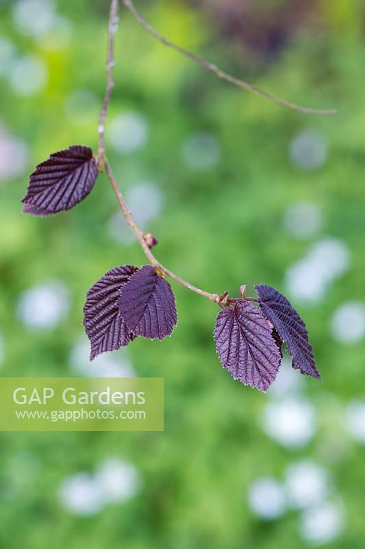 Corylus maxima purpurea - Purple hazel leaves in spring