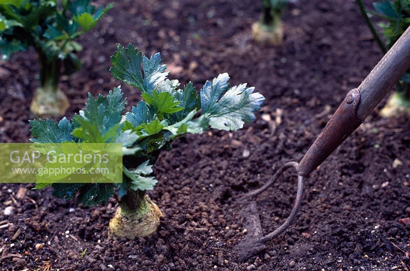 Apium graveolens var. rapaceum 'President' - Organic bed of celeriac being hoed