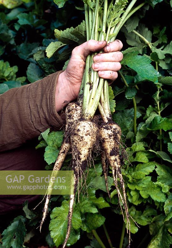Pastinaca sativa 'Avonresister' - A gardener holding a bunch of organic parsnips 