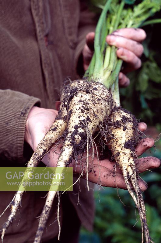Pastinaca sativa 'Avonresister' - A gardener holding a bunch of organic parsnips