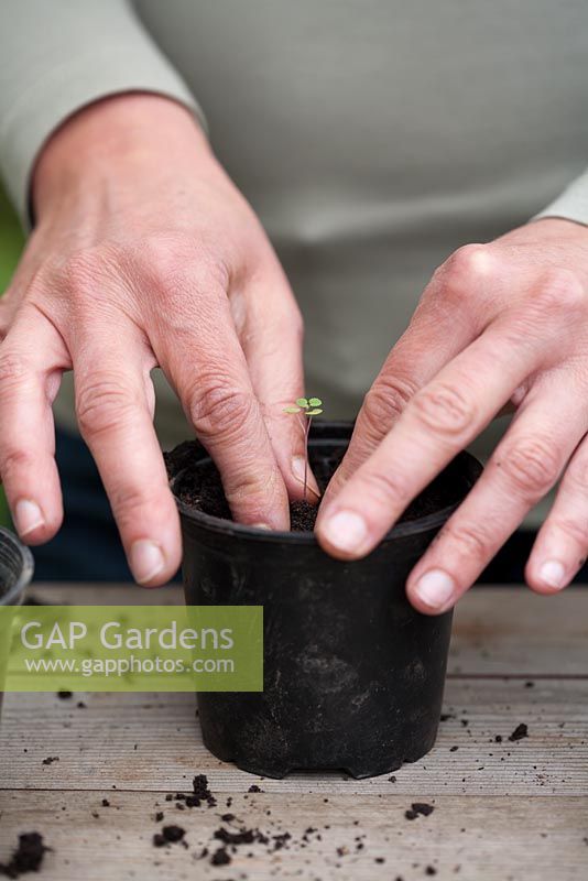 Transplanting Nepeta faassenii seedlings from a growing eggbox tray to a plastic pot - Planting seedling in plastic pot.