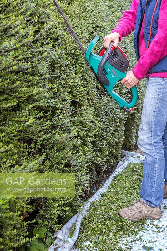 Step by Step - Maintaining a Privet hedge