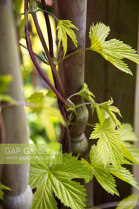 Helping directional growth of Humulus lupulus 'Golden Tassels'