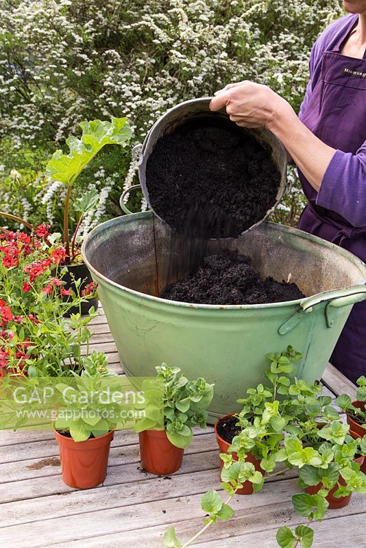 Step by Step container planting of Petunia 'Tumbelina', Diascia 'Romeo Red', Satureja Douglasii and Rhubarb