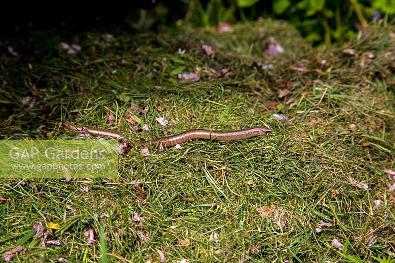 Anguis fragilis - Slow Worm living in a warm grassy knoll