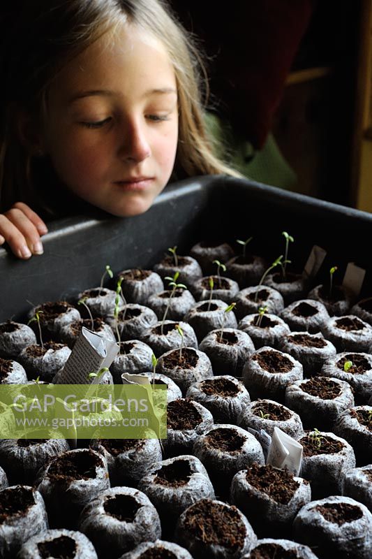 Young girl looking at recently germinated plant seedlings in coir fibre 'jiffy' pots