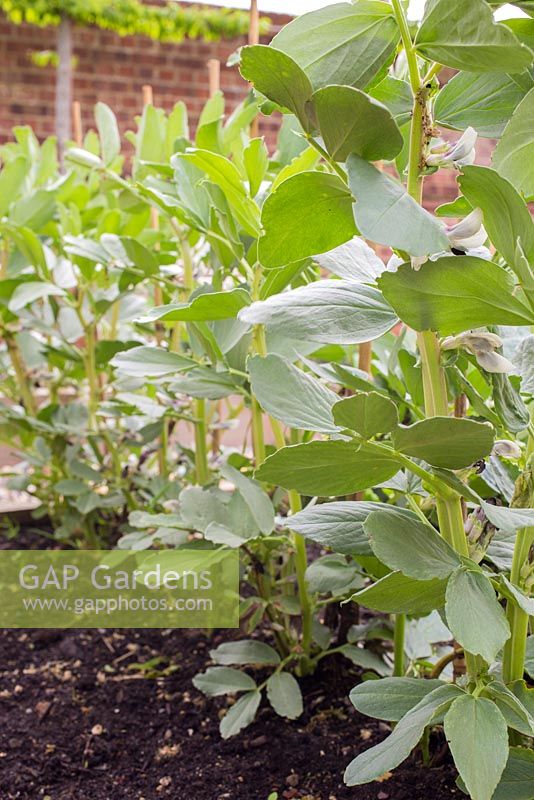 Step by Step - Growth progress of Broad bean 'Aquadulce Claudia'