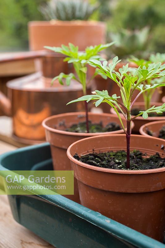Step by Step - Growth progress of Cosmos 'Bright Lights' in plastic pots