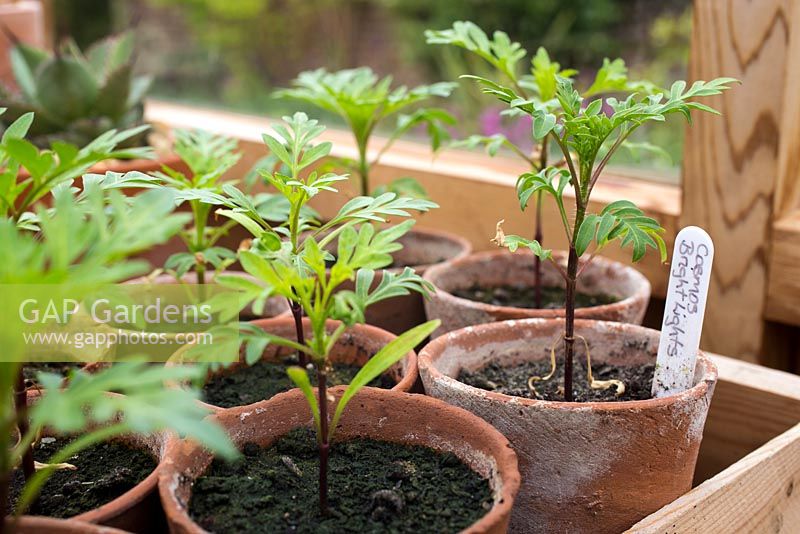Step by Step - Growth progress of Cosmos 'Bright Lights' in terracotta pots