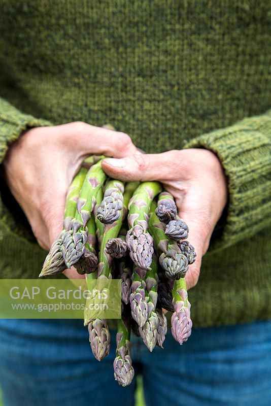 Holding freshly harvested Asparagus