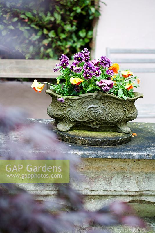 Pansies in ornate stone container - Ocklynge Manor