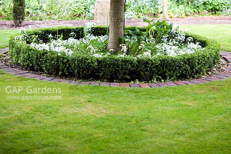 Buxus and Allium ursinum surrounded by decorative circular hedge at base of tree - Ocklynge Manor
