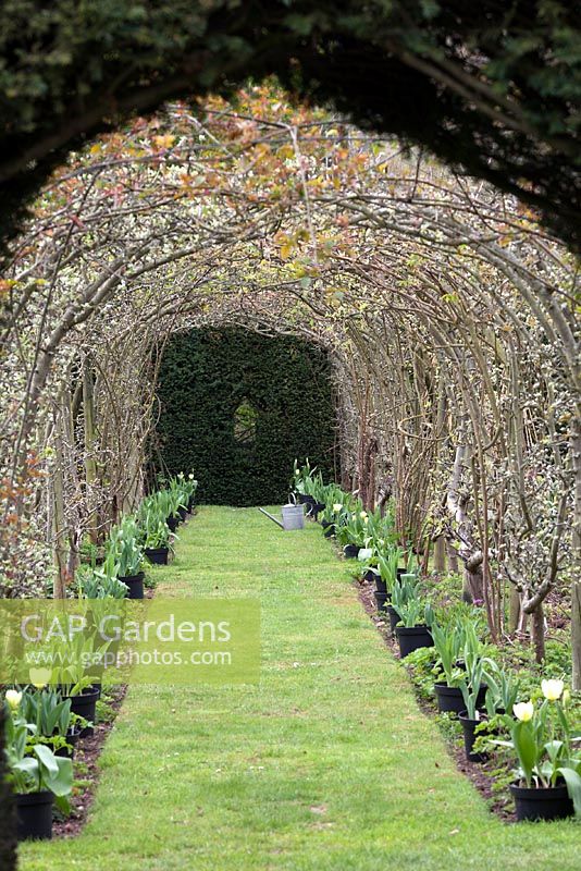 Apple and pear tunnel edged with tulips at The Dower House
