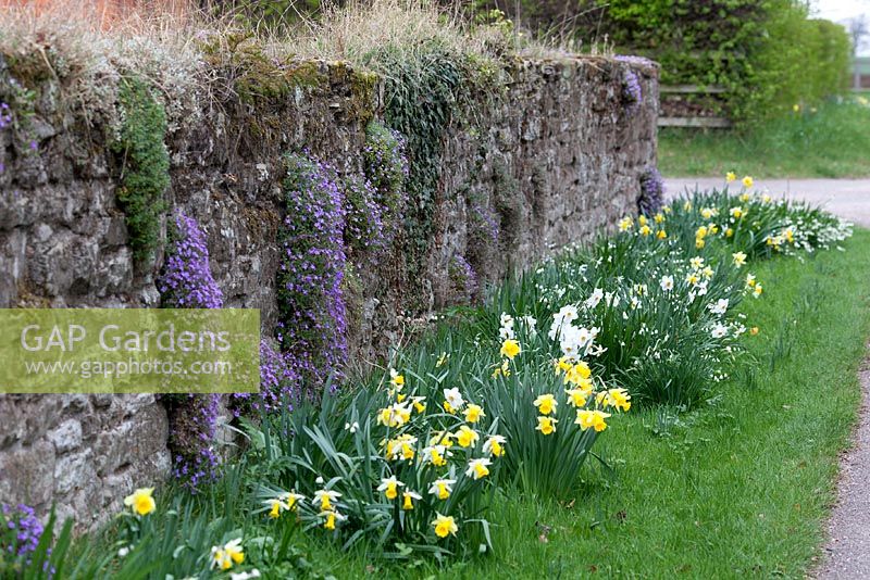 Wall with Aubretia and Narcissus daffodils at The Dower House