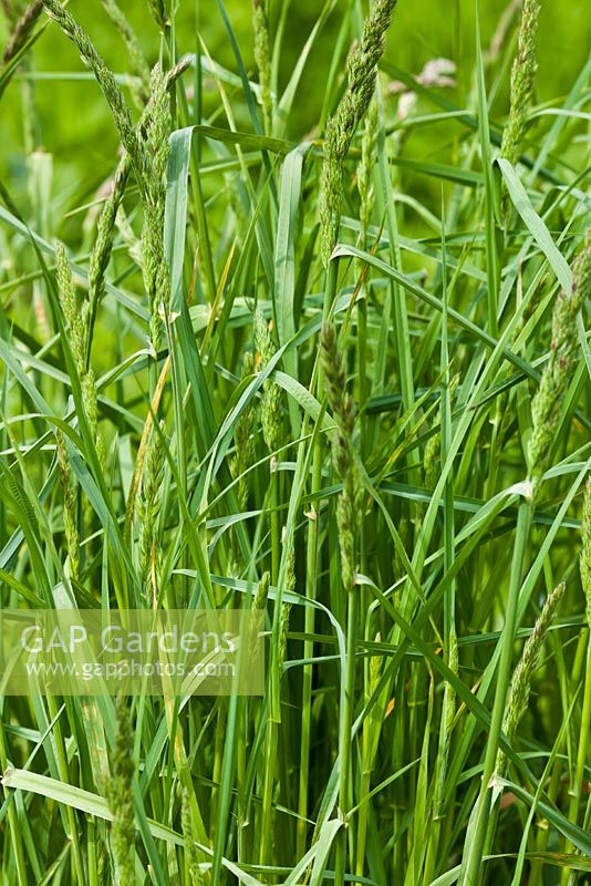 Elymus repens - Quackgrass, also known as Couch grass 