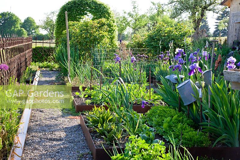 The vegetable patches next to a gravelled path in this country garden are edged with corten steel, a wrought iron fence and tin buckets on poles add an antique touch. Plants include Iris germanica  Rumex sanguineus Rumex and salad vegetables