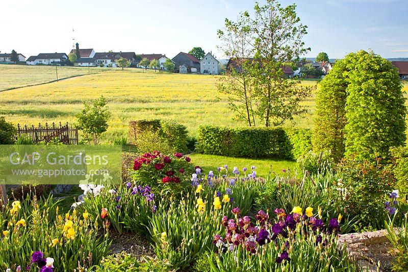 The view is from a rural garden with clipped hornbeam arch and hedges to flowering meadows and a small village. Plants include Paeonia suffruticosa 'Kouka Mon' and Iris germanica