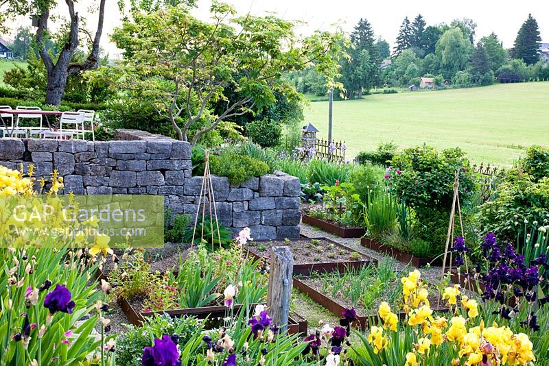 Rural garden with terraced stone wall and corten steel framed vegetable patches. Plants are Allium fistulosum, Iris germanica and vegetables