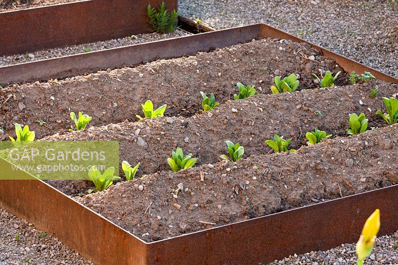 Ridges in a corten steel edged patch of a kitchen garden with salad