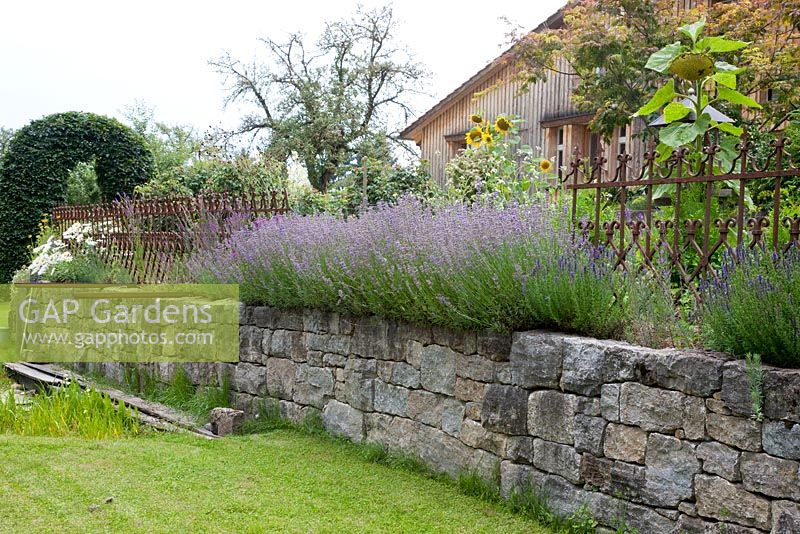 Lavender growing from the top of a dry stone wall in a country garden with an antique iron fence,Helianthus annuus, Hyssopus officinalis , Lavandula