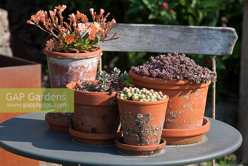 On a bistro table, an arrangement of Sedum and Lewisia cotyledon in clay pots, Lewisia cotyledon Hybride, Sedum, Sempervivum