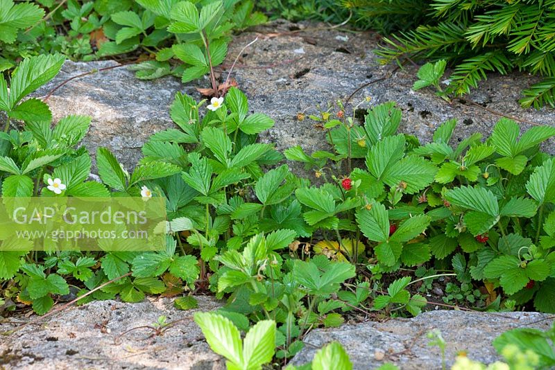 Fragaria vesca - Woodland strawberries between granite stones