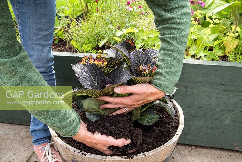 Step by Step -  Planting Hydrangea 'Dark Angel'
