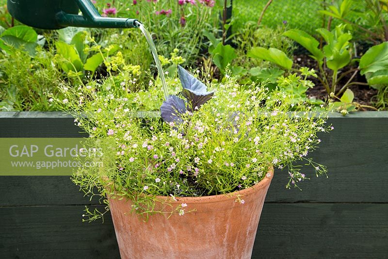 Step by Step -  Container of Red Cabbage and Gypsophila 'Gypsy Rose'