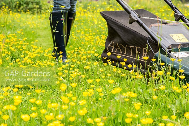 Woman mowing path through buttercups with petrol lawnmower