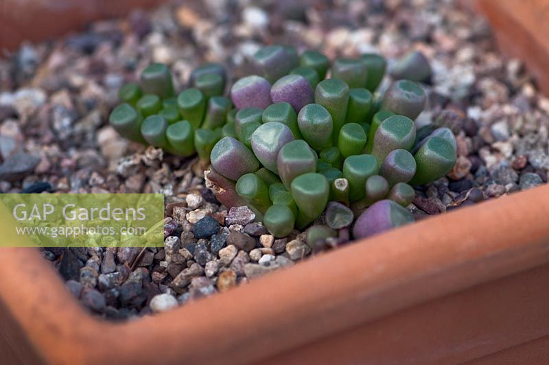 Fenestraria rhopalophylla - Baby Toes, South Africa, Namibia