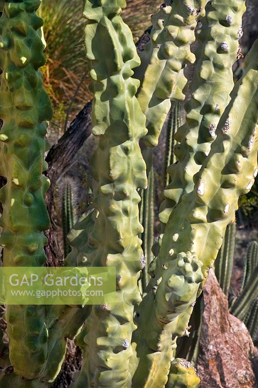 Pachycereus schottii forma monstrosa, Thick Stemmed Totem Pole Cactus