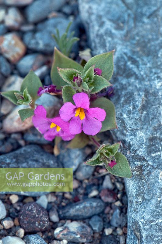 Mimulus bigelovii, Bigelow monkeyflower, Death Valley, California