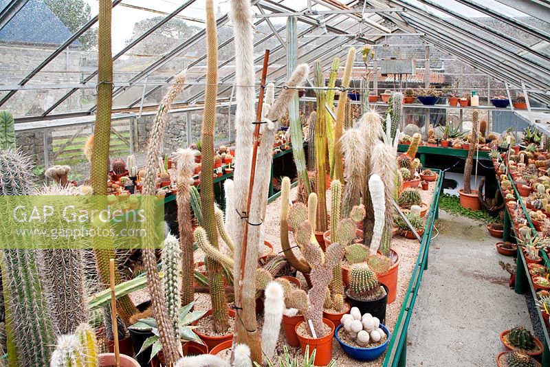 Cacti collection in greenhouse