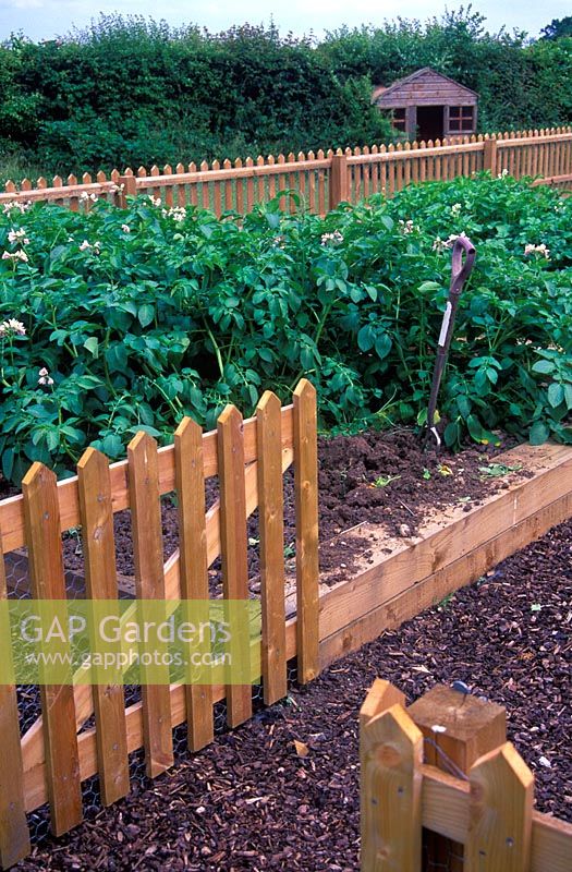 Vegetable garden enclosed with picket fence, Chicken wire used to keep rabbits out. Raised beds with potato crop. June. 