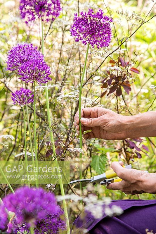 Gathering Allium hollandicum 'Purple Sensation' and Anthriscus sylvestris 'Ravenswing'