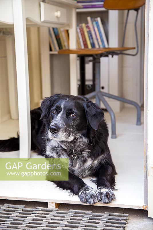 Lifestyle - Dog lying in a converted garden shed